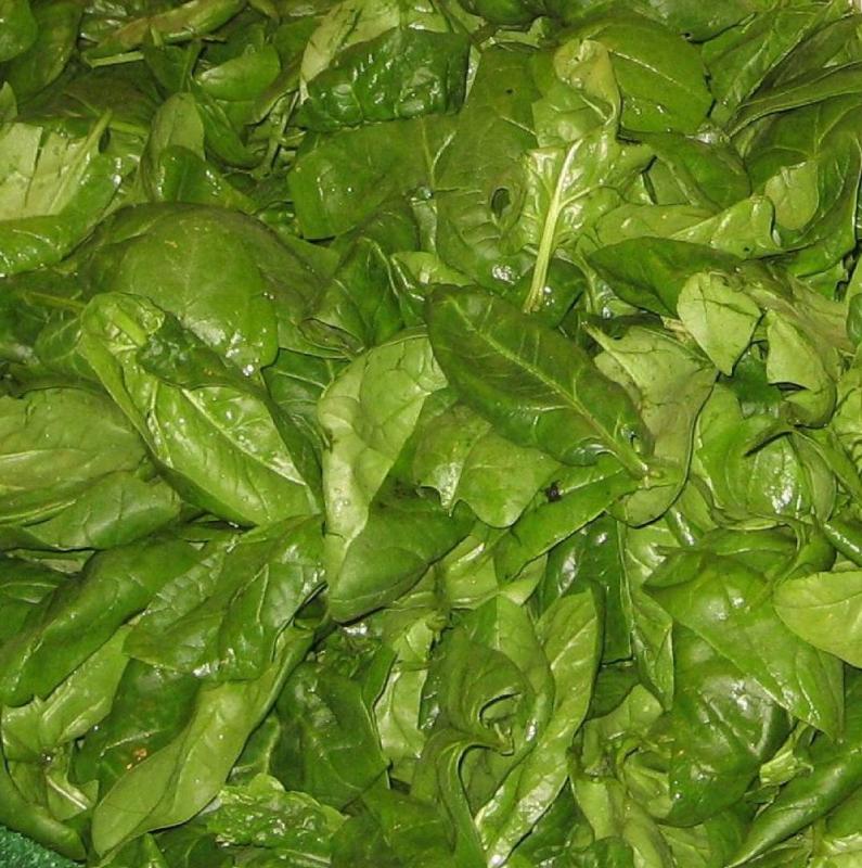 epinard - 500 G (SCEA Les Sabots d'Argile)
