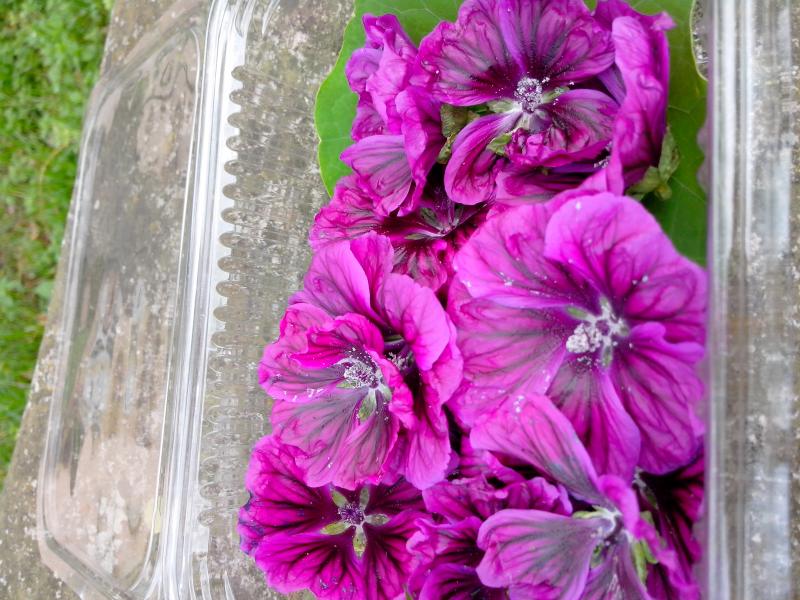 Fleur de mauve - mauve 