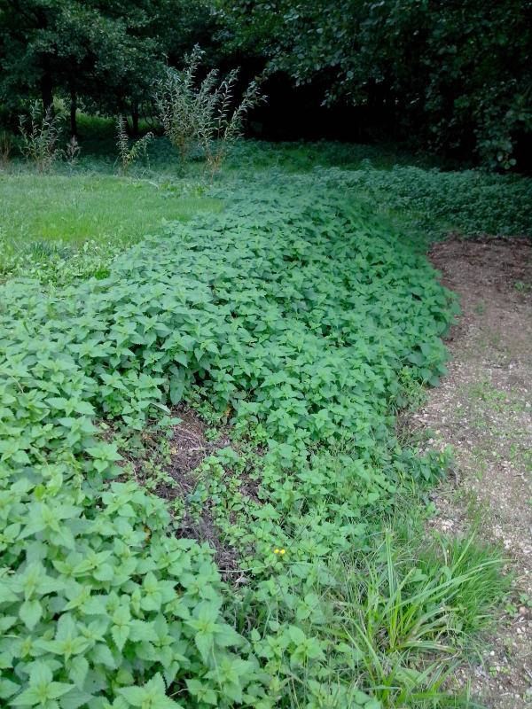 250 g têtes d'Ortie fraîche (L'Herbier de Saint Fiacre)