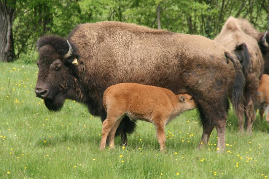 Bisons d'Auvergne (Produits surgelés - Steaks) Bisons d'Auvergne (Produits surgelés - Steaks)