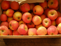 Fuji 2kg (Domaine de Franchesse)