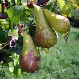 Poires Conférence 2kg (Domaine de Franchesse)