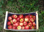 Pommes "rubinette" - Sachet de 2kg (Domaine de Franchesse)