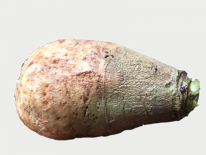 Rutabaga (ESAT Yzeure) Rutabaga (ESAT Yzeure)