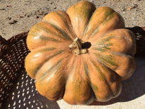 Courge musquée de Provence (ESAT Yzeure) Courge musquée de Provence (ESAT Yzeure)