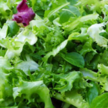 Mesclun (ESAT Yzeure) Mesclun (ESAT Yzeure)