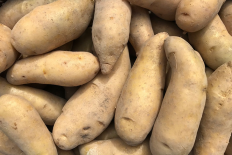 Pomme de terre RATTE (ESAT Yzeure) Pomme de terre RATTE (ESAT Yzeure)