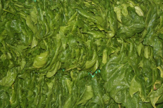 Epinards  500g (Le Jardin d'Issards)