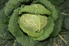 Choux frisé (Le Jardin d'Issards)