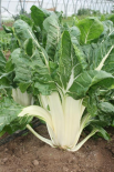 Bettes Cardes / lot de 700g (Le Jardin d'Issards)