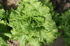 Batavia verte (Le Jardin d'Issards)