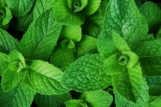 Menthe fraiche (Le Jardin d'Issards)