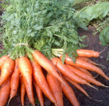 Carotte botte (Le Jardin d'Issards)