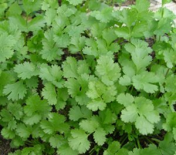 Coriandre (Le Jardin d'Issards)