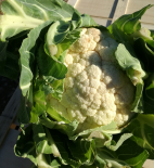 Choux fleur  - La pièce (Le Jardin d'Issards)