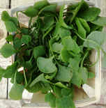 Claytone de Cuba - 100g (Le Jardin d'Issards)