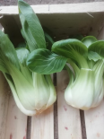 Choux chinois Pak Choi - lot de 2 (Le Jardin d'Issards)