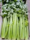 Céleri branche - 1 lot (Le Jardin d'Issards)