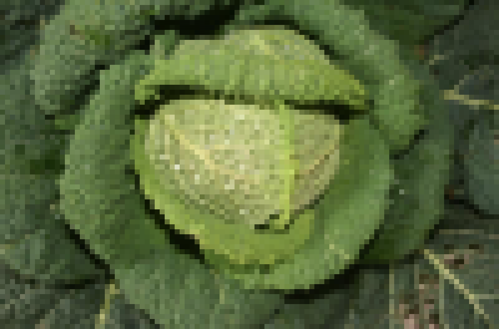 Chou frisé - La pièce (Le Jardin d'Issards)
