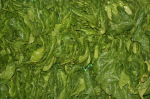 Epinards  500g (Le Jardin d'Issards)