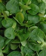 Mâche 150g (Le Jardin d'Issards)