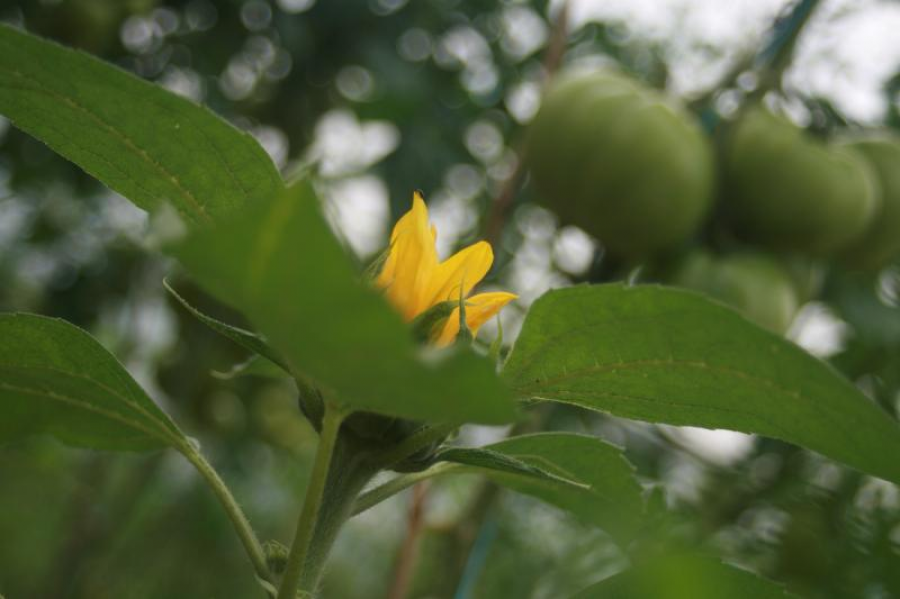 Le Jardin d'Issards (Fruits et Légumes - Légumes)