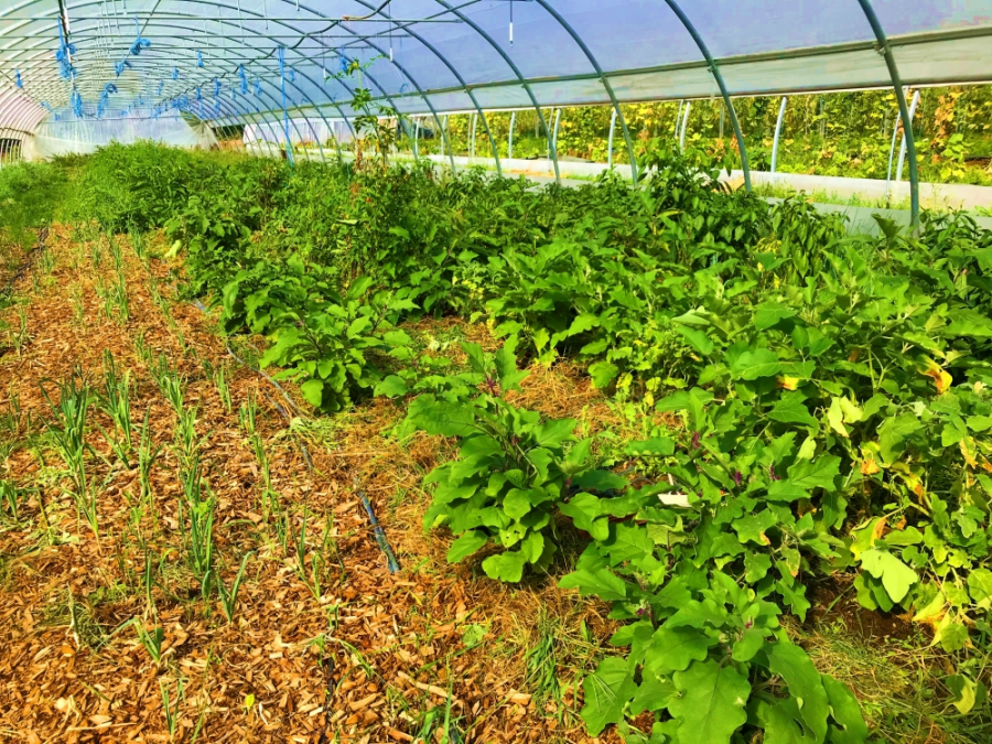 Le Jardin d'Issards (Fruits et Légumes - Légumes)