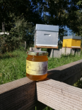 Miel de Tournesol 250g (Le Miel de Clusors)
