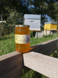Miel de Tournesol 500g (Le Miel de Clusors)