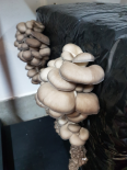 pleurotes 500grs (Les champignons de Vernusse) pleurotes 500grs (Les champignons de Vernusse)