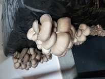 pleurotes 330 grammes (Les champignons de Vernusse)