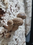 shii-takes 330g (Les champignons de Vernusse) shii-takes 330g (Les champignons de Vernusse)