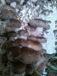 Champignon ShiiTake (Les vergers de Camille)