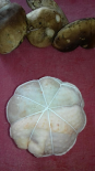 cuisse de poulet forestiere (PIROCHE)